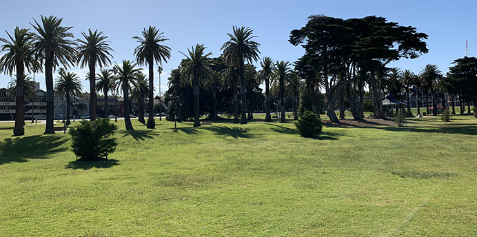 Catani Gardens lawn and palm trees in St Kilda on a sunny day