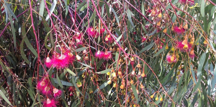 Pink flowering eucalyptus tree that can be found at Lagoon Reserve