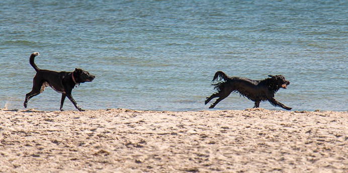 Two black dogs chase each other on a dog beach