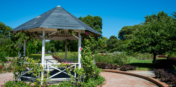 Rotunda covered in pink rose vines in the rose garden at the St Kilda Botanical Gardens